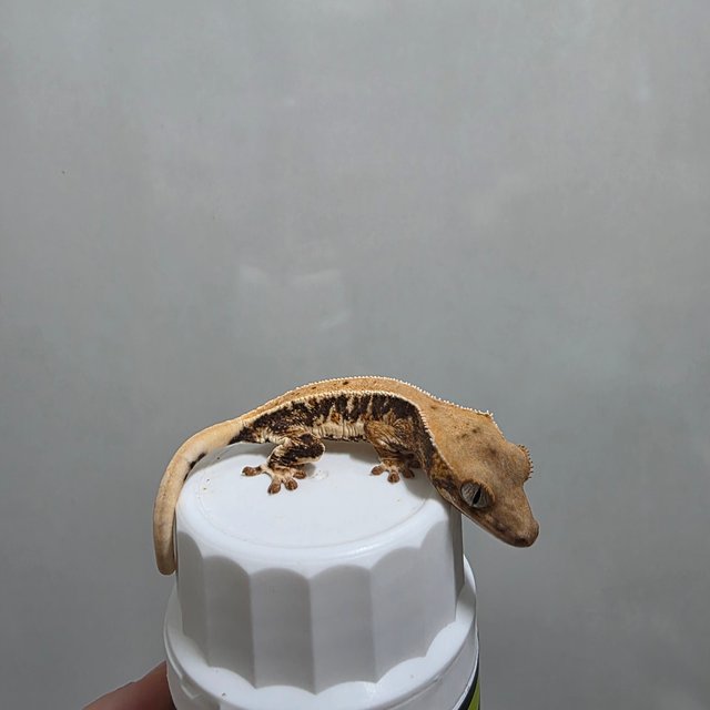 솔리드백 릴리화이트