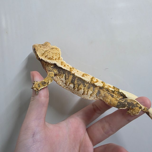 텐저린 트라이 익스트림할리퀸