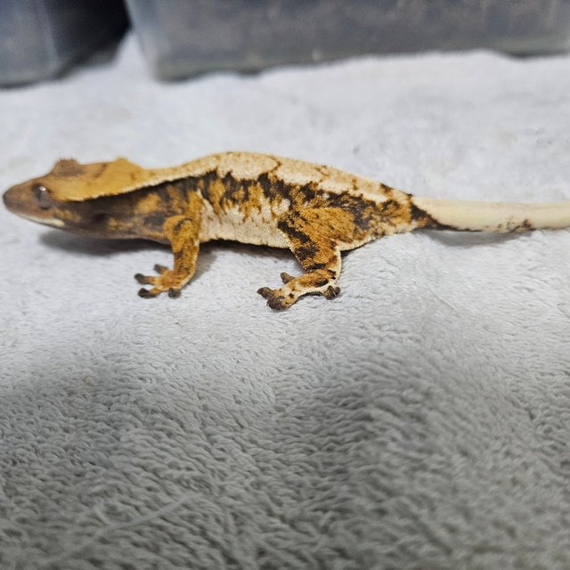 텐저린 트라이 익스트림할리퀸