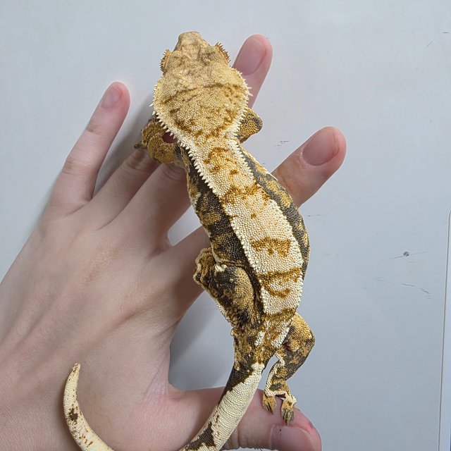 텐저린 트라이 익스트림할리퀸