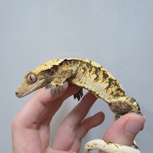 텐저린 트라이 익스트림할리퀸