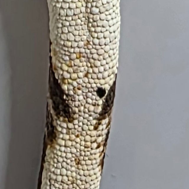 텐저린 트라이 익스트림할리퀸