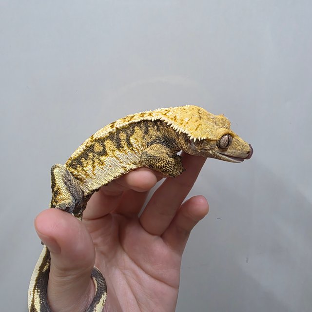 텐저린 트라이 익스트림할리퀸