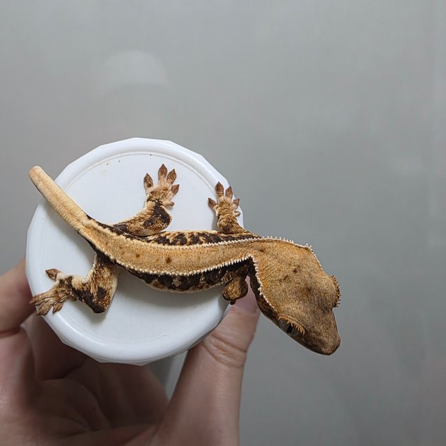 솔리드백 릴리화이트