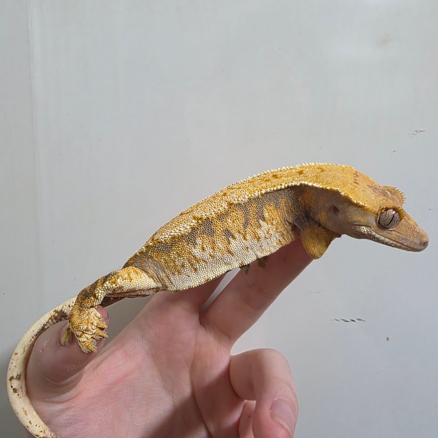 텐저린 트라이 익스트림할리퀸