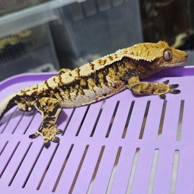 텐저린 트라이 익스트림할리퀸