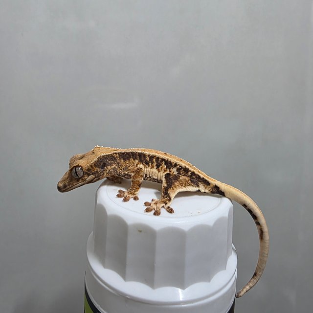 솔리드백 릴리화이트