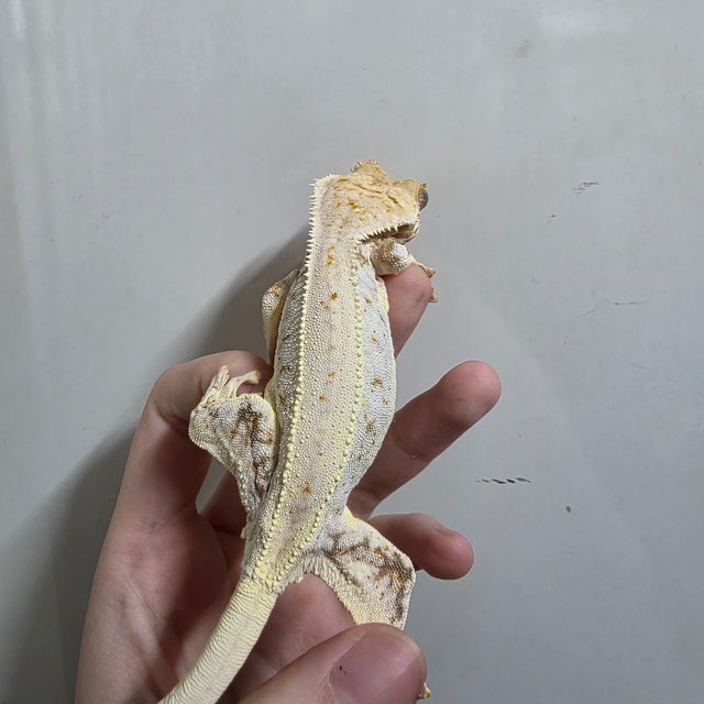 트라이 릴리화이트