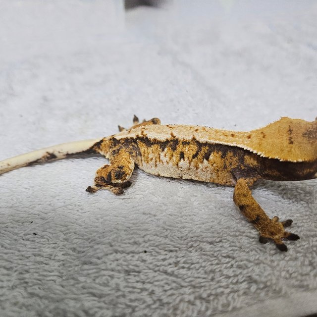 텐저린 트라이 익스트림할리퀸