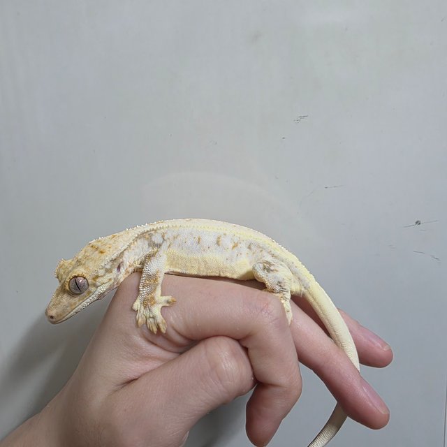 트라이 릴리화이트