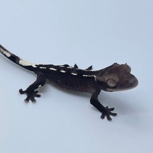 아잔틱