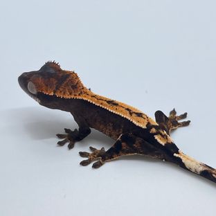 세이블 블랙