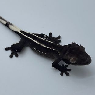 아잔틱