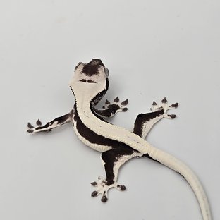 릴잔틱