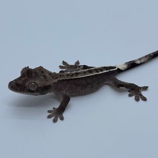 아잔틱