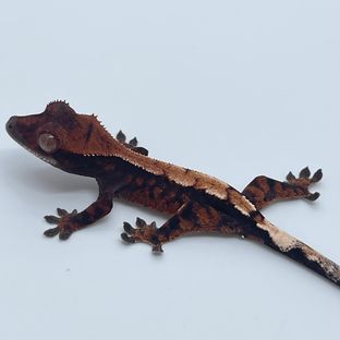 세이블 블랙