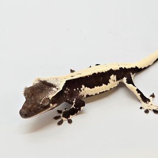 릴잔틱