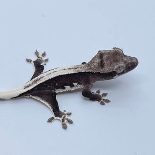 릴잔틱