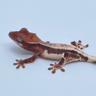 릴리 세이블 블랙
