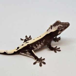 60950