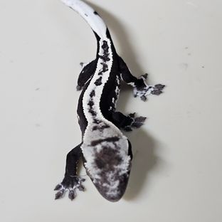 아잔틱