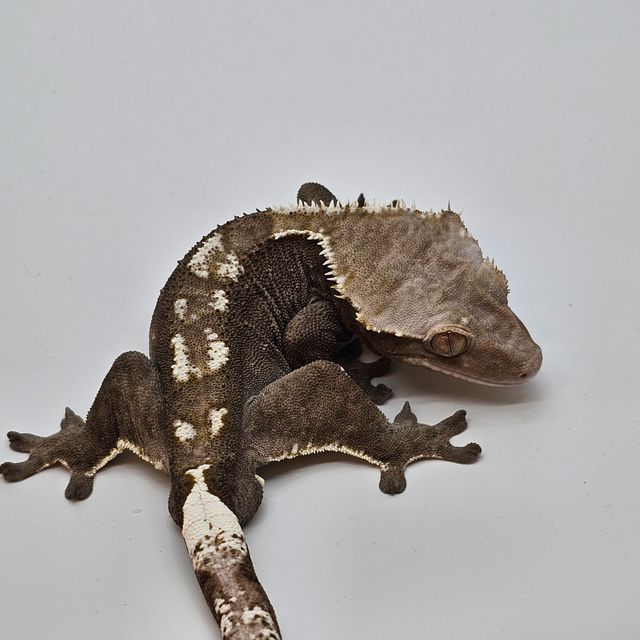 아잔틱