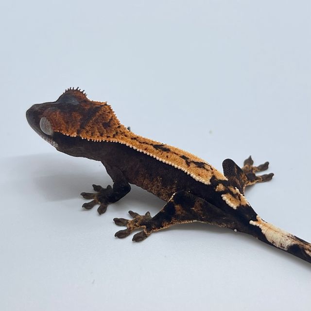 세이블 블랙