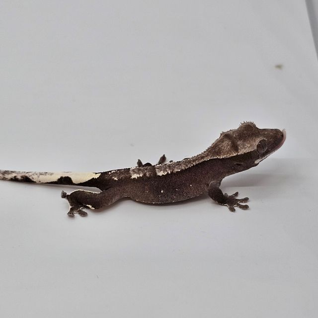 아잔틱