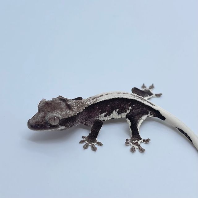 릴잔틱