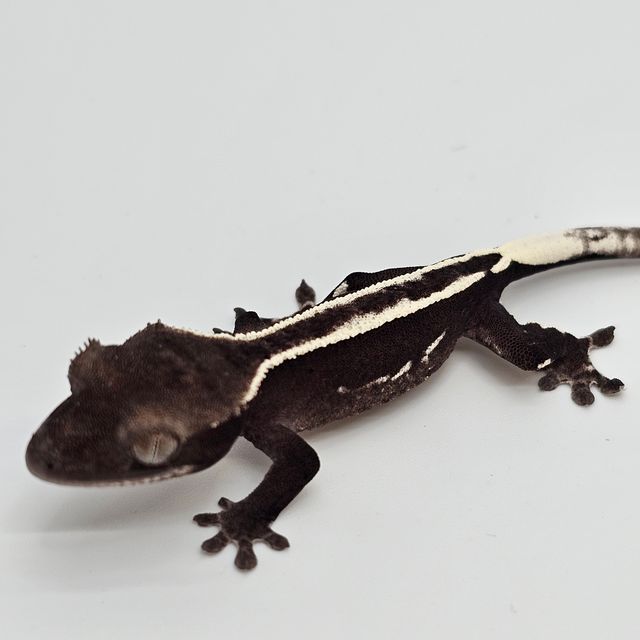 아잔틱