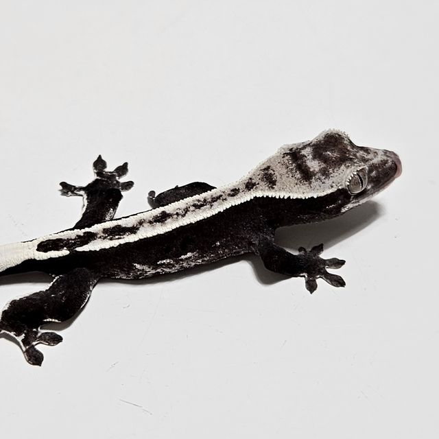 아잔틱