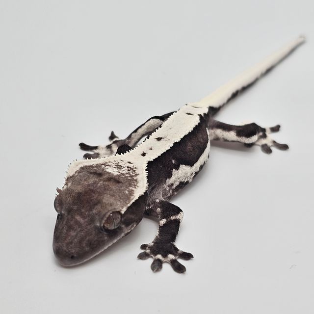 릴잔틱