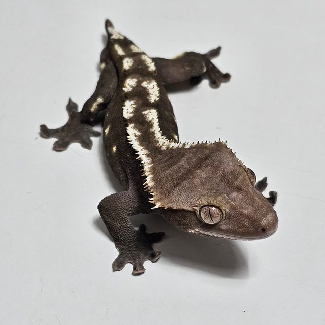 아잔틱