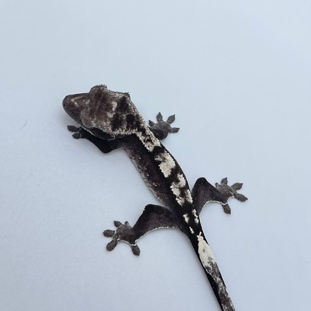 아잔틱