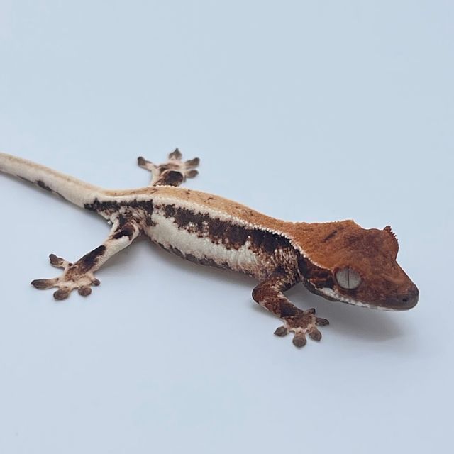 릴리 세이블 블랙