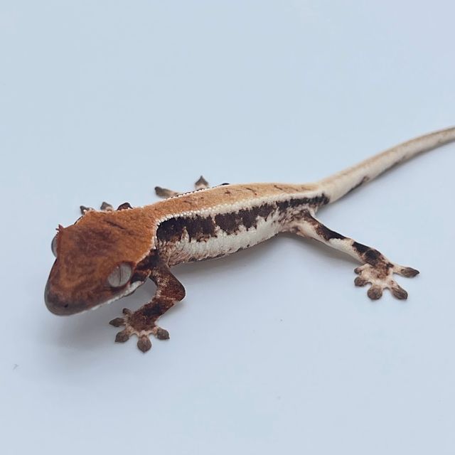 릴리 세이블 블랙