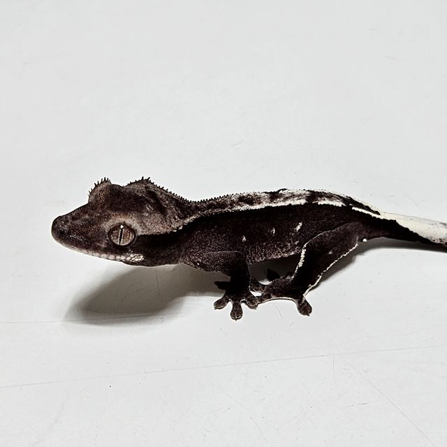 아잔틱