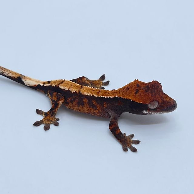 세이블 블랙