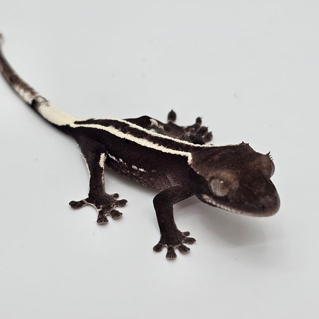 아잔틱