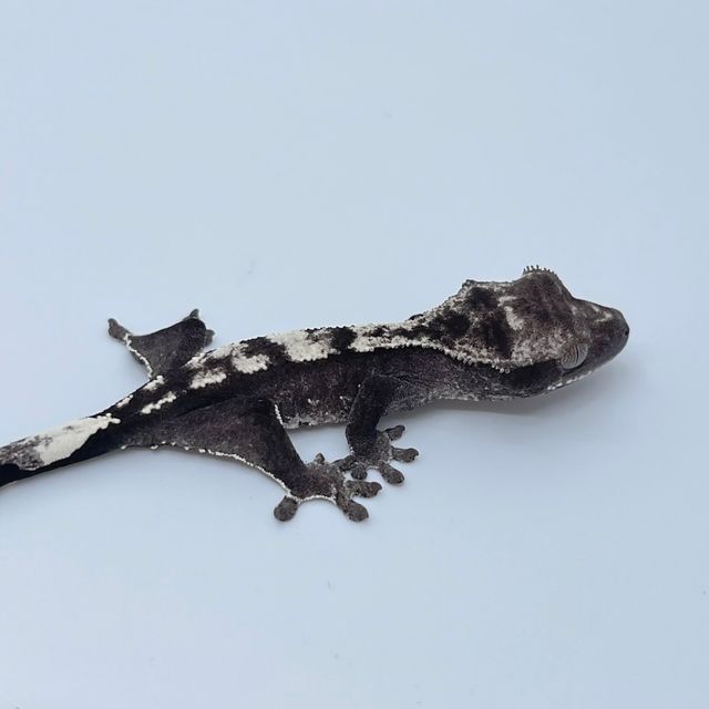 아잔틱