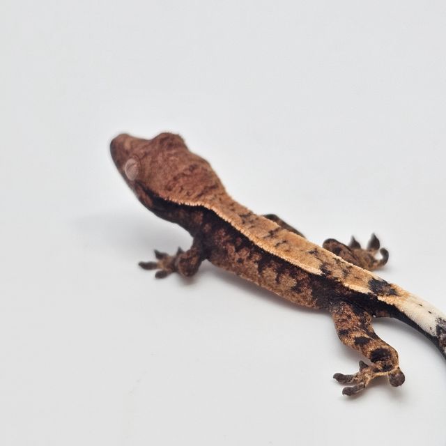 세이블