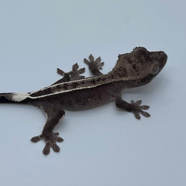 아잔틱