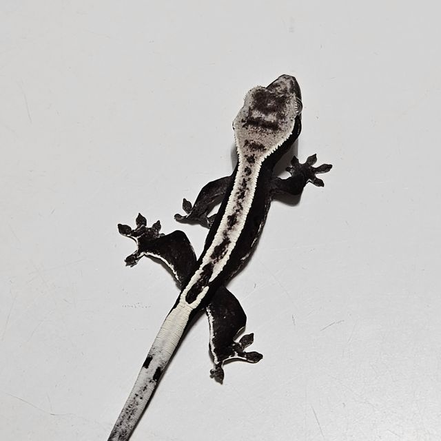 아잔틱