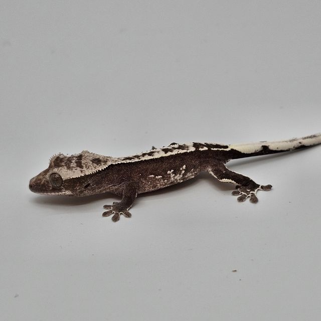 아잔틱