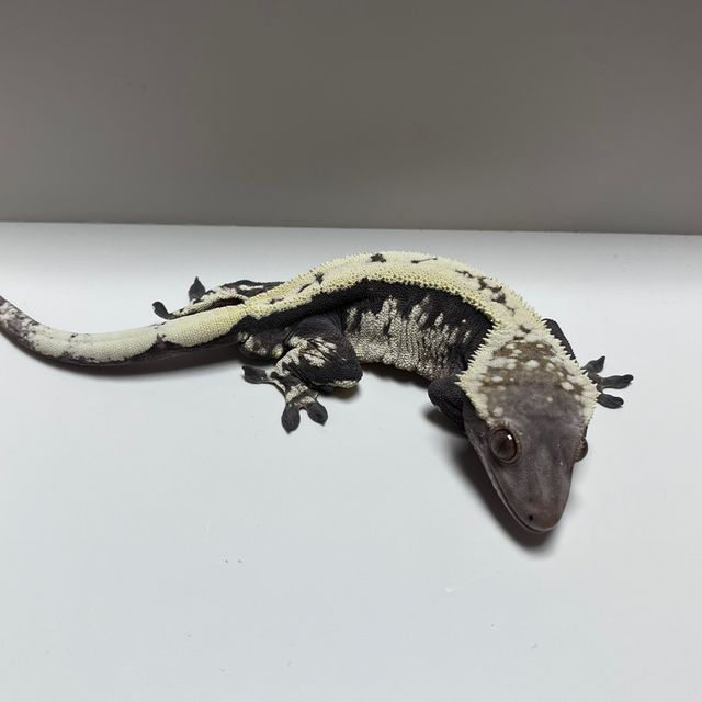 세이블