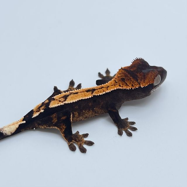 세이블 블랙