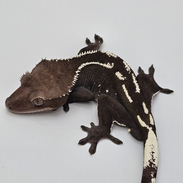 아잔틱