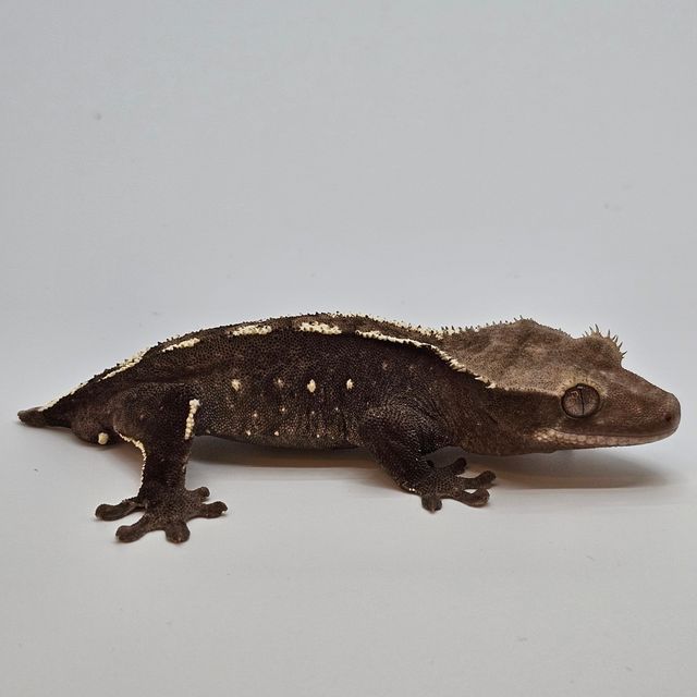 아잔틱