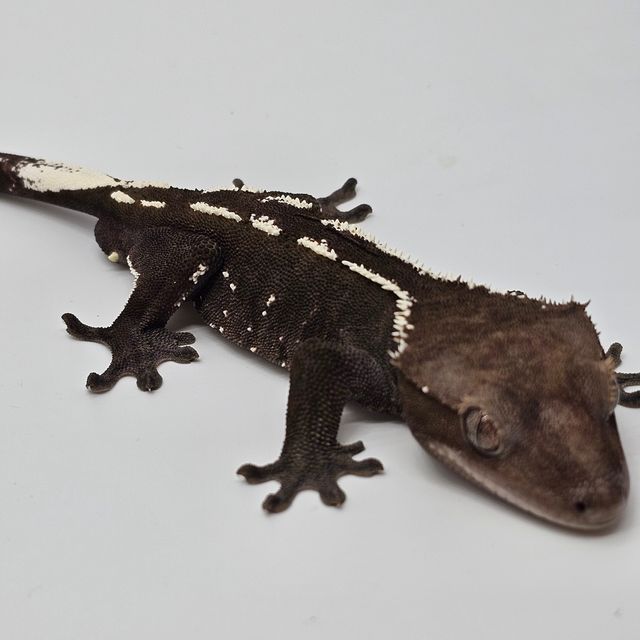 아잔틱