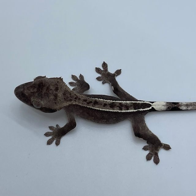 아잔틱